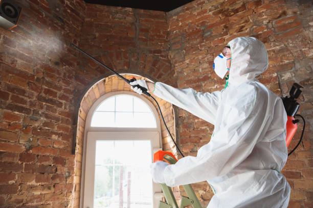 Best Mold Odor Removal Services in Seeley, CA